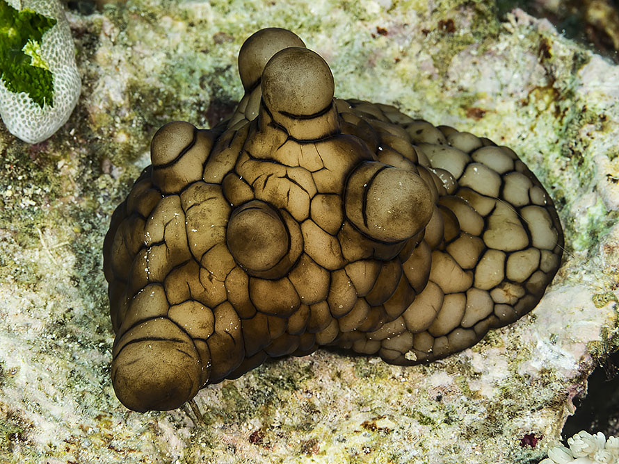 Coriocella nigra